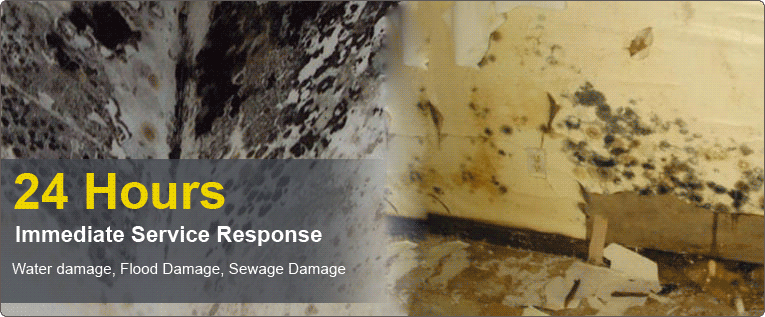 24 Hour Mold Remediation